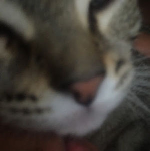 Meet your Posher, Anabelle